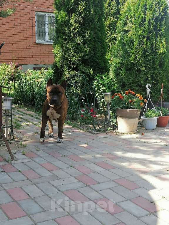 Собаки в Раменском: Амстафф. 3года. Вязка Мальчик, 1 руб. - фото 1
