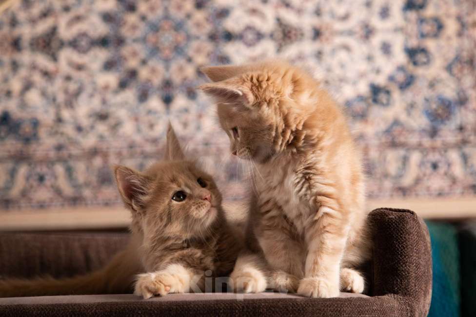 Кошки в Барнауле: Котята мейн-кун Мальчик, Бесплатно - фото 9