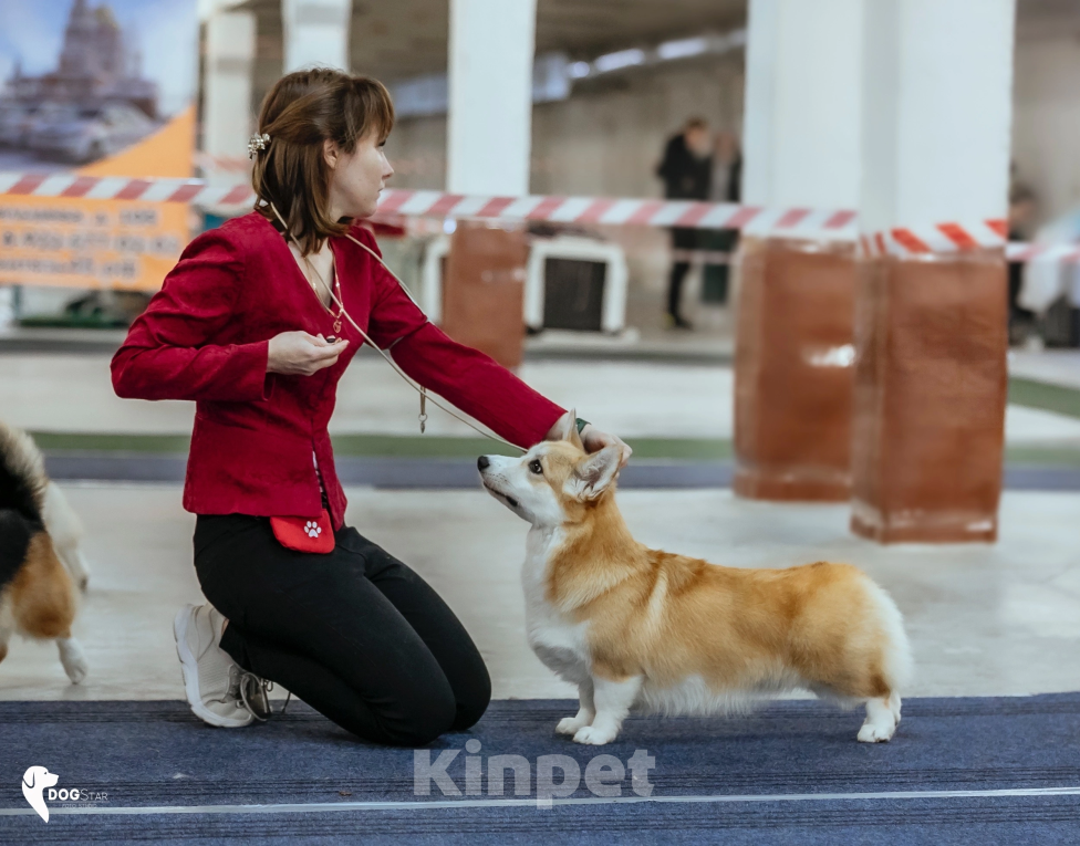 Собаки в Москве: Вельш корги пемброк девочка Девочка, 50 000 руб. - фото 9