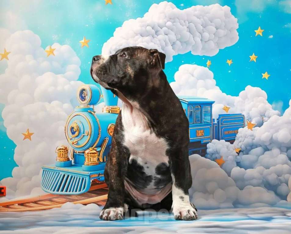 Собаки в Санкт-Петербурге: Щенок амстаффа Девочка, 75 000 руб. - фото 5