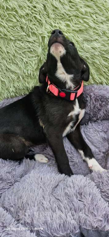 Собаки в Санкт-Петербурге: Щеночек с короткими лапками Девочка, Бесплатно - фото 4