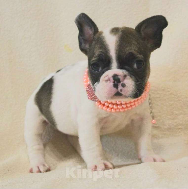 Собаки в Москве: Щенок французик,девочка Девочка, 130 000 руб. - фото 4