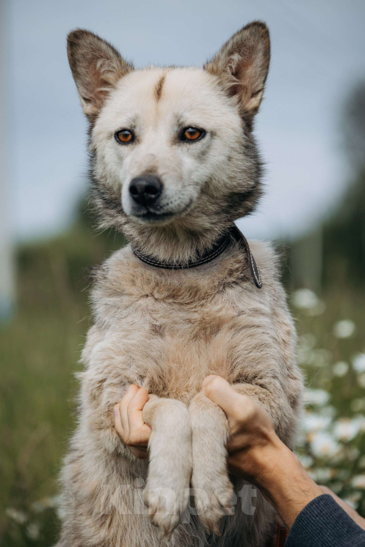 Собаки в Москве: Люси, 2 года. 10 кг в добрые руки Девочка, Бесплатно - фото 2