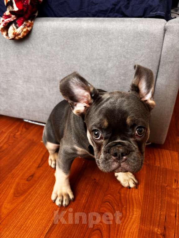 Собаки в Кореновске: Продаю щенка  Мальчик, 40 000 руб. - фото 5