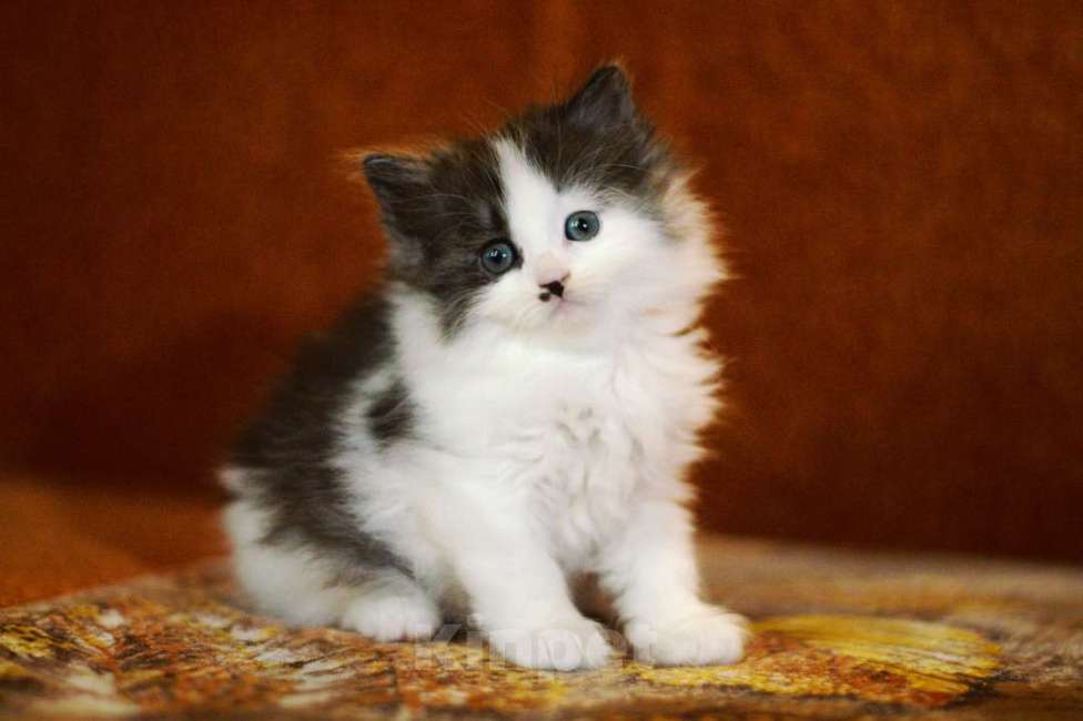 Кошки в Санкт-Петербурге: сибирские котята из питомника Мальчик, 30 000 руб. - фото 3