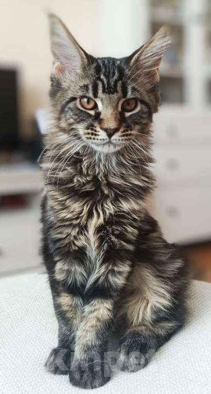 Кошки в Ростове-на-Дону: Великолепный котенок Мэйн-кун Девочка, Бесплатно - фото 2
