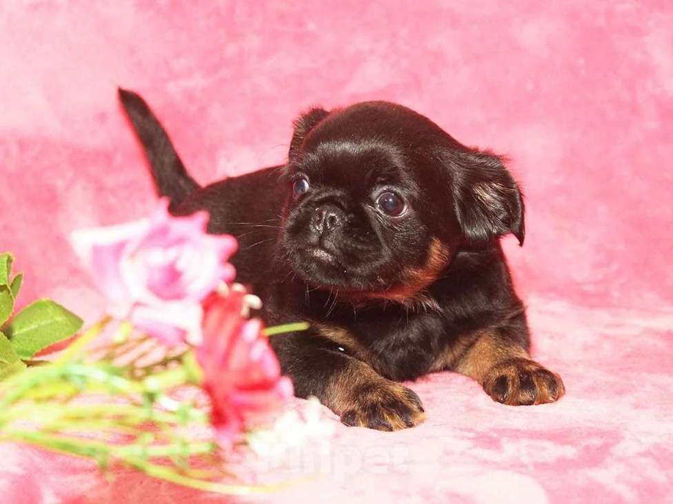 Собаки в Санкт-Петербурге: Маленькая принцесса Девочка, 80 000 руб. - фото 4