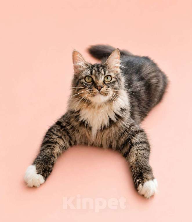 Кошки в Москве: Котенок 6-7 месяцев в поиске дома Девочка, Бесплатно - фото 1