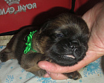 Собаки в Пскове: Щенок пти брабансона Мальчик, 50 000 руб. - фото 3