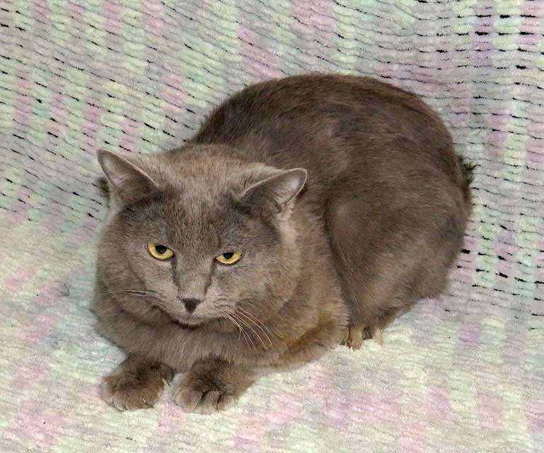 Кошки в Санкт-Петербурге: Ясон, кот-подкидыш, который всё ещё ждёт своего человека Мальчик, Бесплатно - фото 7