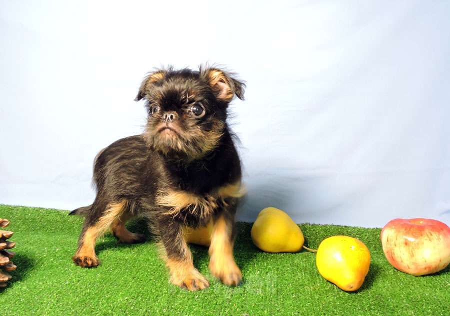 Собаки в Мытищах: Мальчик бельгийского гриффона Мальчик, 45 000 руб. - фото 3