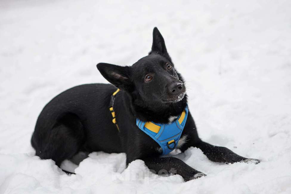 Собаки в Санкт-Петербурге: Собака Хамер ищет семью Мальчик, Бесплатно - фото 1