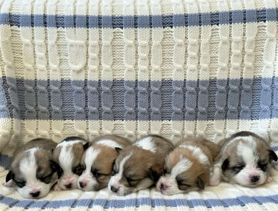 Собаки в Иваново: Щенки вельш корги пемброк Мальчик, 60 000 руб. - фото 2