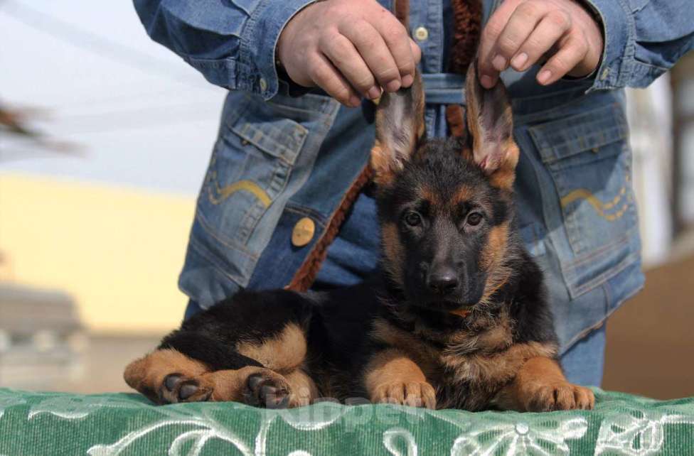 Собаки в Краснодаре: Щенки немецкой овчарки Разнополые, 45 000 руб. - фото 7