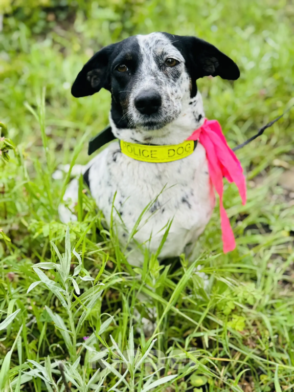 Собаки в Новороссийске: Веснушка ищет дом Девочка, 99 руб. - фото 4