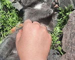 Кошки в Омске: Котята-девочки в добрые руки Девочка, 1 руб. - фото 2