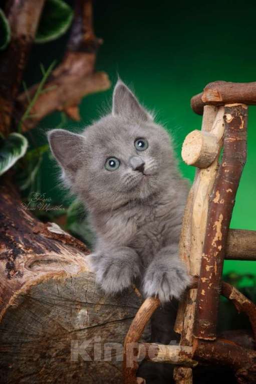 Кошки в Санкт-Петербурге: Котята нибелунги Девочка, 40 000 руб. - фото 5