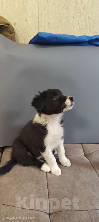 Собаки в Новосибирске: Щенок Бордер Колли  Девочка, Бесплатно - фото 2