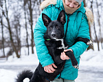 Собаки в Солнечногорске: Молодой мальчик, квартирного содержания в добрые руки Мальчик, Бесплатно - фото 6