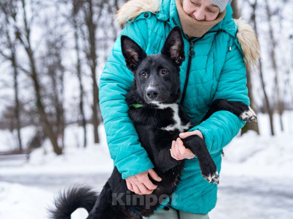 Собаки в Москве: Молодой мальчик, квартирного содержания в добрые руки Мальчик, Бесплатно - фото 6
