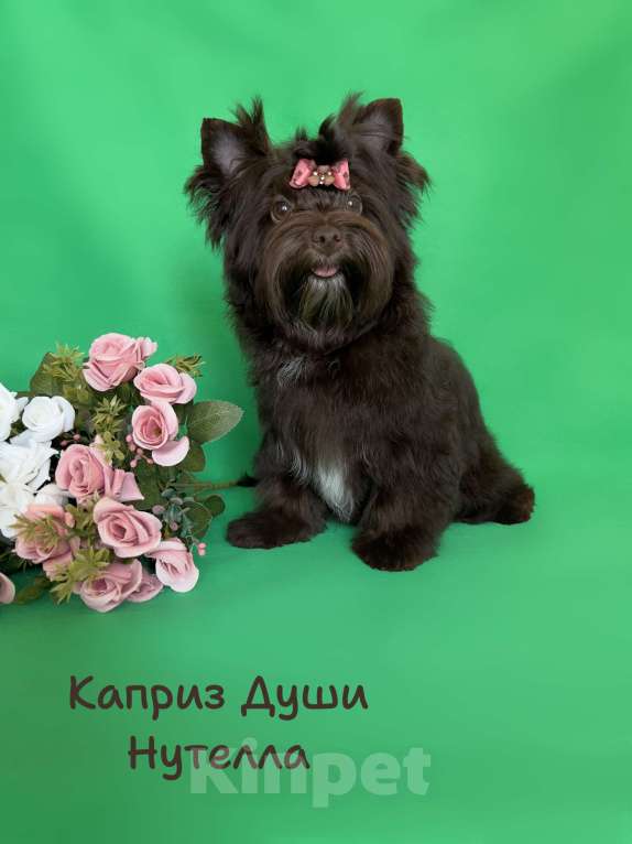 Собаки в Санкт-Петербурге: Девочка шоко йорка Нутелла Девочка, 50 000 руб. - фото 2