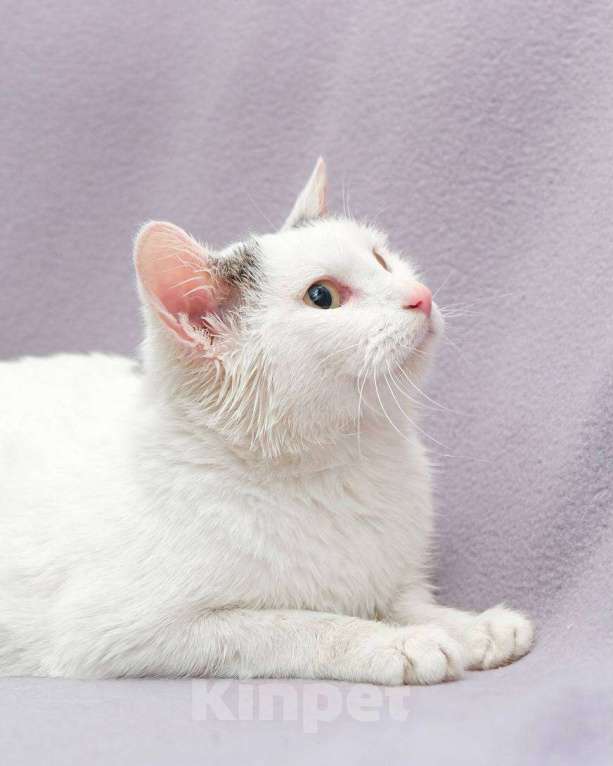 Кошки в Москве: Чистую кошку увозят на выпуск сегодня Девочка, Бесплатно - фото 3