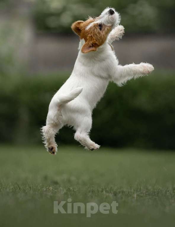 Собаки в Москве: Перспективный для выставок и разведения щенок джек рассел терьера жесткошерстный Мальчик, 80 000 руб. - фото 3