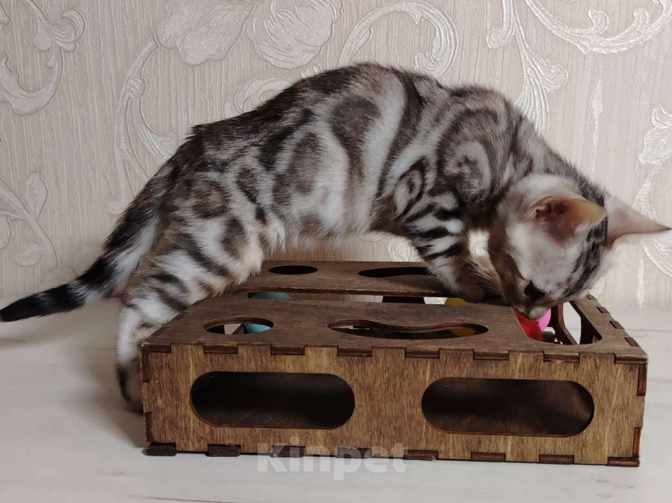 Кошки в Москве: Мальчик минковое серебро Мальчик, 45 000 руб. - фото 2