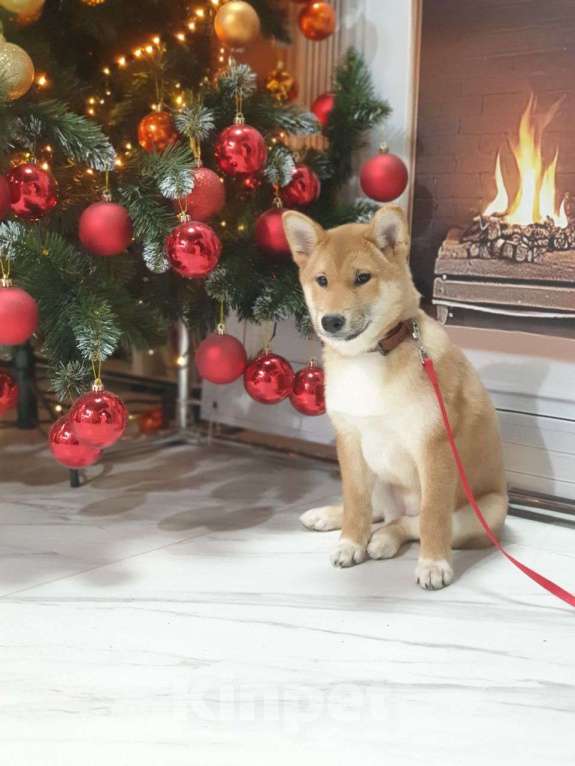 Собаки в других городах Московской области: Щенок сиба девочка Девочка, Бесплатно - фото 1