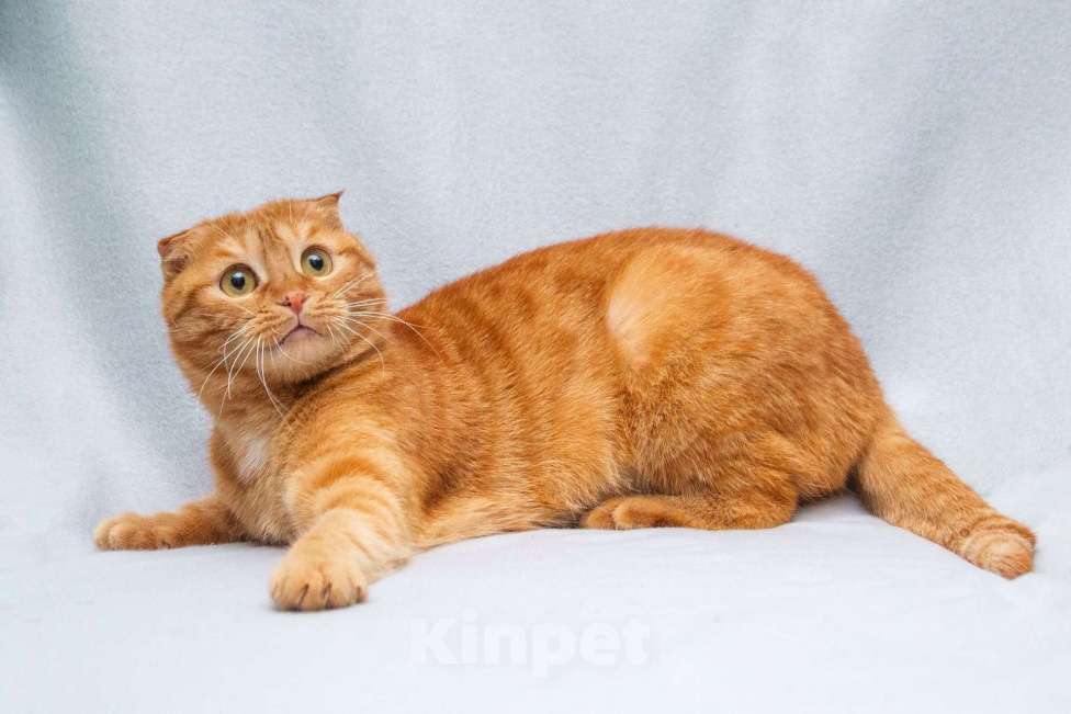 Кошки в Москве: Рыжая шотландская вислоухая кошка Манго в добрые руки Девочка, 1 руб. - фото 2