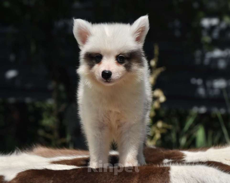 Собаки в Москве: Ненецкая оленегонная лайка. Помет «А». Сука Unmay no Akay Ito AVRORA Девочка, 60 000 руб. - фото 8