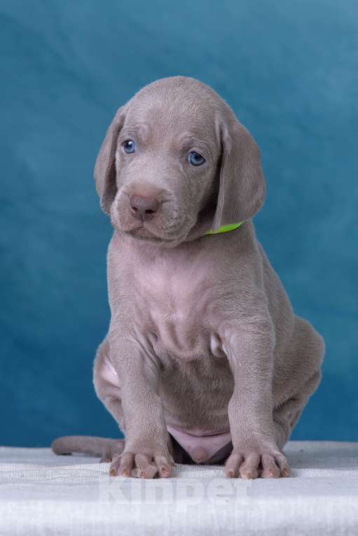 Собаки в Видном: Щенки Веймаранера  Мальчик, 100 000 руб. - фото 2