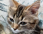 Кошки в Чебоксарах: Мальчик . Мальчик, 5 000 руб. - фото 3