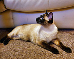 Кошки в Санкт-Петербурге: Чистопородные тайские котята Мальчик, 6 000 руб. - фото 4