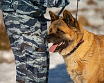 Собаки в Москве: Американская Акита по кличке Тайна ищет дом Девочка, Бесплатно - фото 3