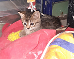 Кошки в Саратове: Котята в добрые руки Мальчик, Бесплатно - фото 4