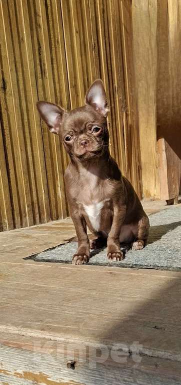 Собаки в других городах Калужской области: Шоколадная девочка Девочка, 65 000 руб. - фото 4