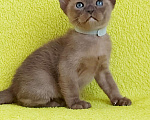 Кошки в Москве: Бурманский котенок Мальчик, 80 000 руб. - фото 5