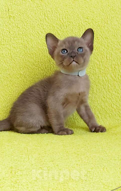 Кошки в Москве: Бурманский котенок Мальчик, 80 000 руб. - фото 5