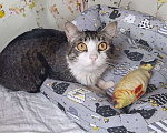 Кошки в Москве: кошка Мия ищет дом Девочка, Бесплатно - фото 3