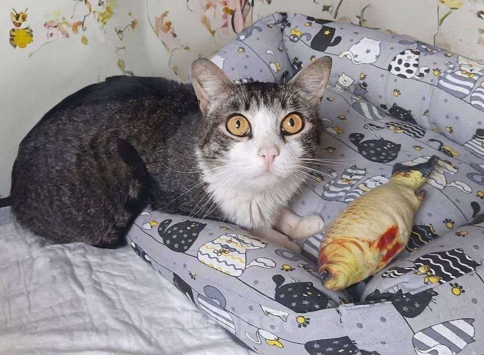 Кошки в Москве: кошка Мия ищет дом Девочка, Бесплатно - фото 3