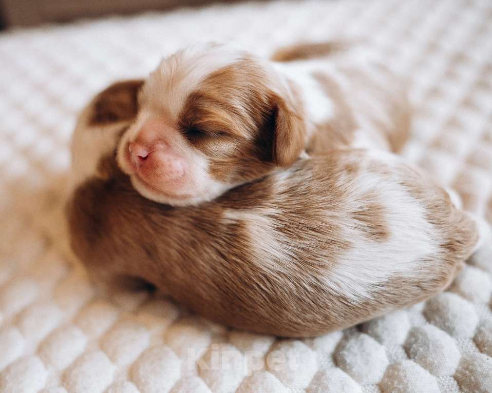 Собаки в Санкт-Петербурге: Щенки Кавалер Кинг Чарльз Спаниеля, Бленхейм Мальчик, 85 000 руб. - фото 1
