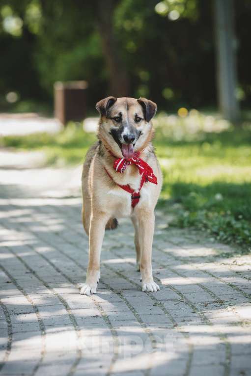 Собаки в Москве: Чудесная Мэлс ищет дом Девочка, Бесплатно - фото 3