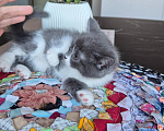 Кошки в Бору: Кошечка малышка ищет хозяина Девочка, 100 руб. - фото 1