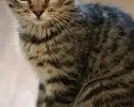 Кошки в других городах Нижегородской области: Чудесные котята Девочка, Бесплатно - фото 2