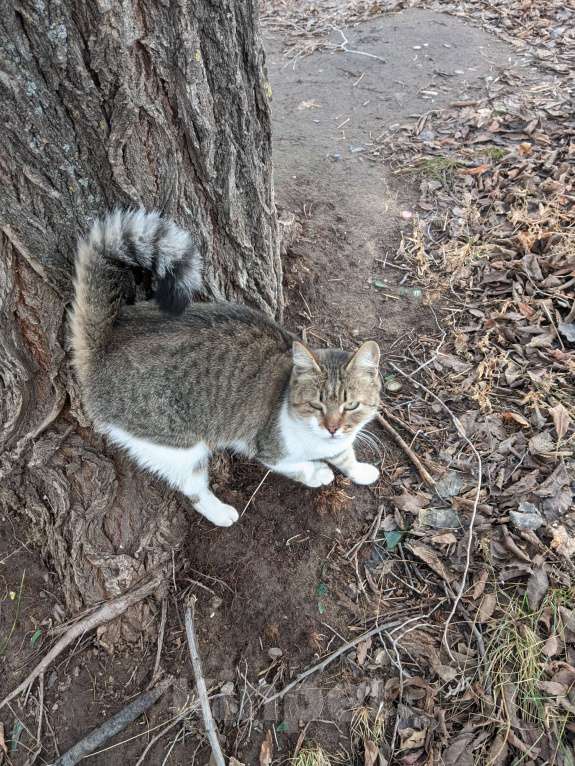 Кошки в Ульяновске: Возьмите ласковую кошечку Девочка, Бесплатно - фото 3