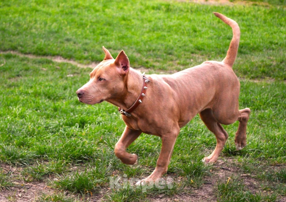 Собаки в Керчи: В добрые руки Девочка, Бесплатно - фото 2