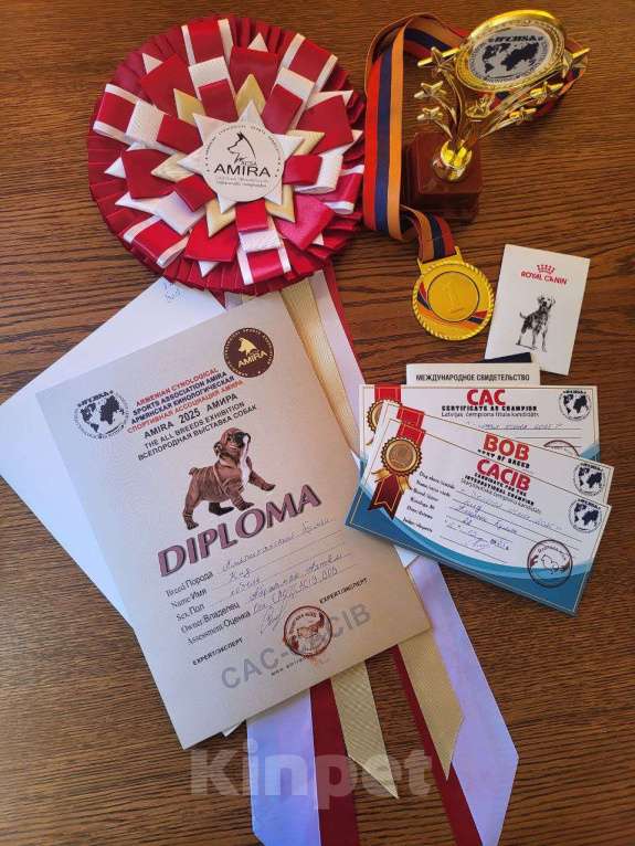 Собаки в Москве: Американский Булли XL Мальчик, 350 000 руб. - фото 3