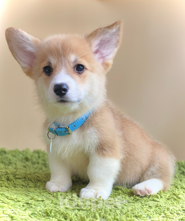 Собаки в Сергиеве Посаде: Лисёнок вельш корги пемброк Мальчик, 50 000 руб. - фото 2