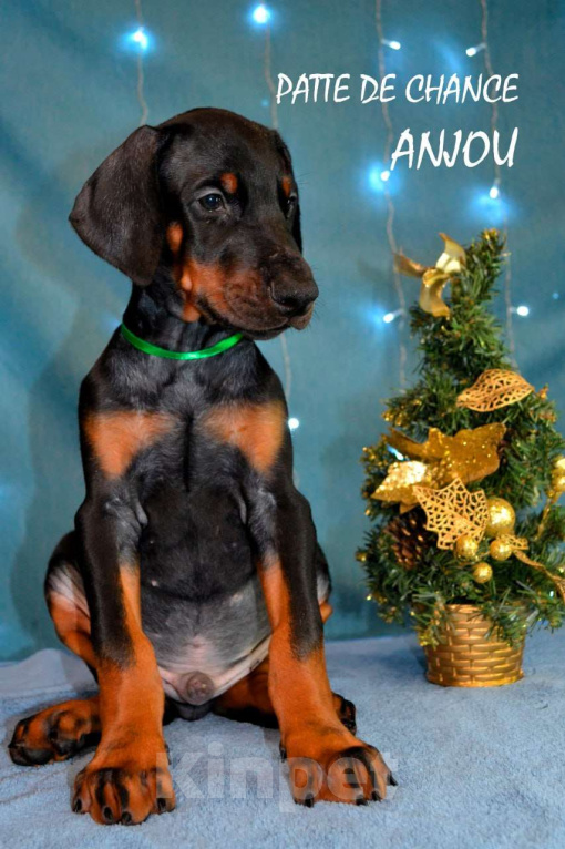 Собаки в Санкт-Петербурге: Щенок добермана Анжу Мальчик, 70 000 руб. - фото 5